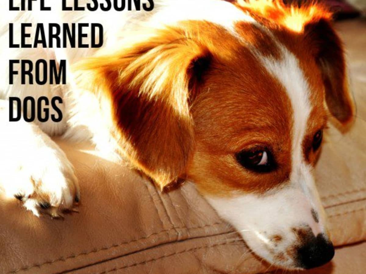 can dogs sense kindness