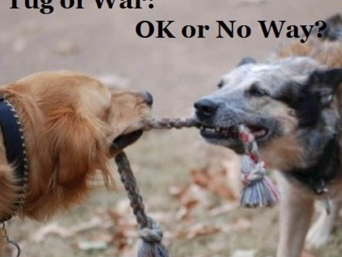 Why Does My Dog Growl When We Play Tug Of War