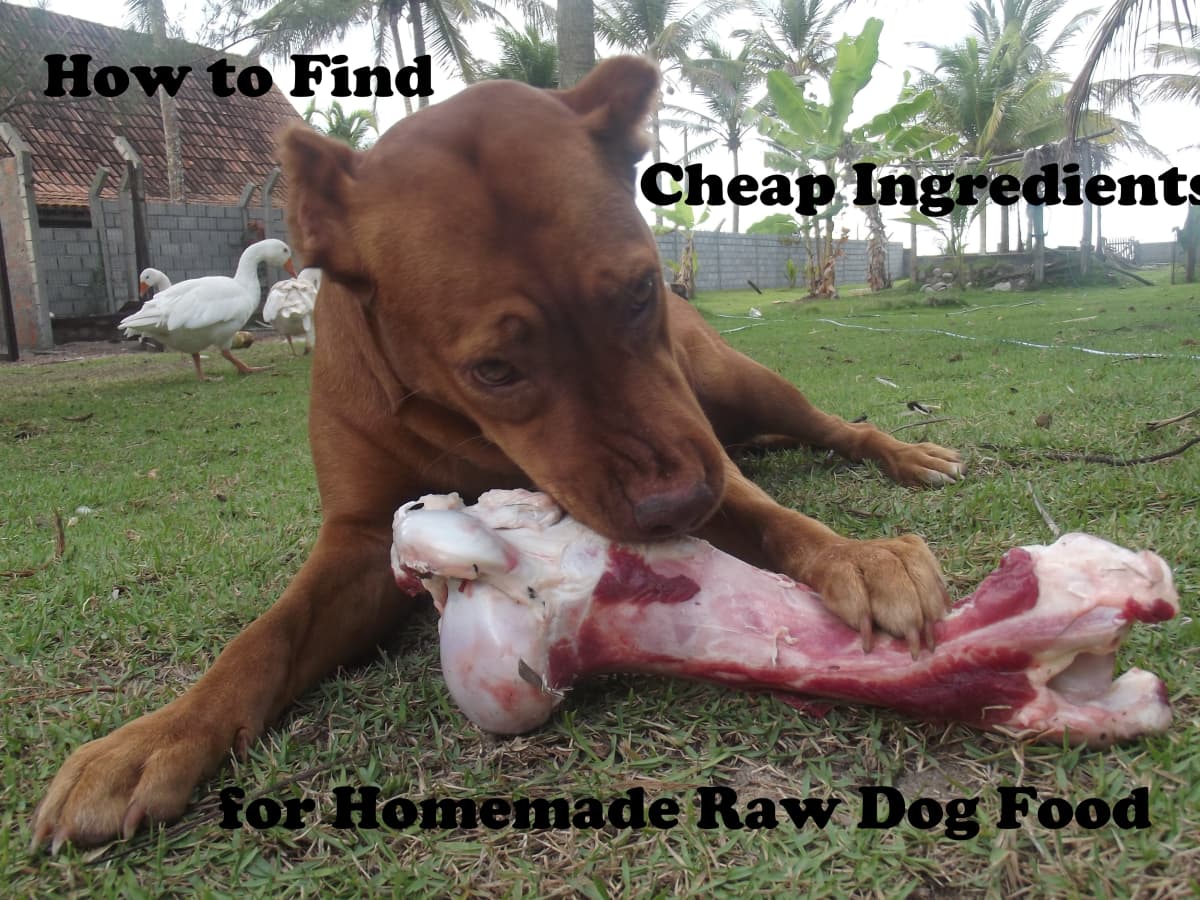 How to Find Inexpensive Ingredients to Make a Cheap, Homemade, Raw Dog Food  Diet - PetHelpful