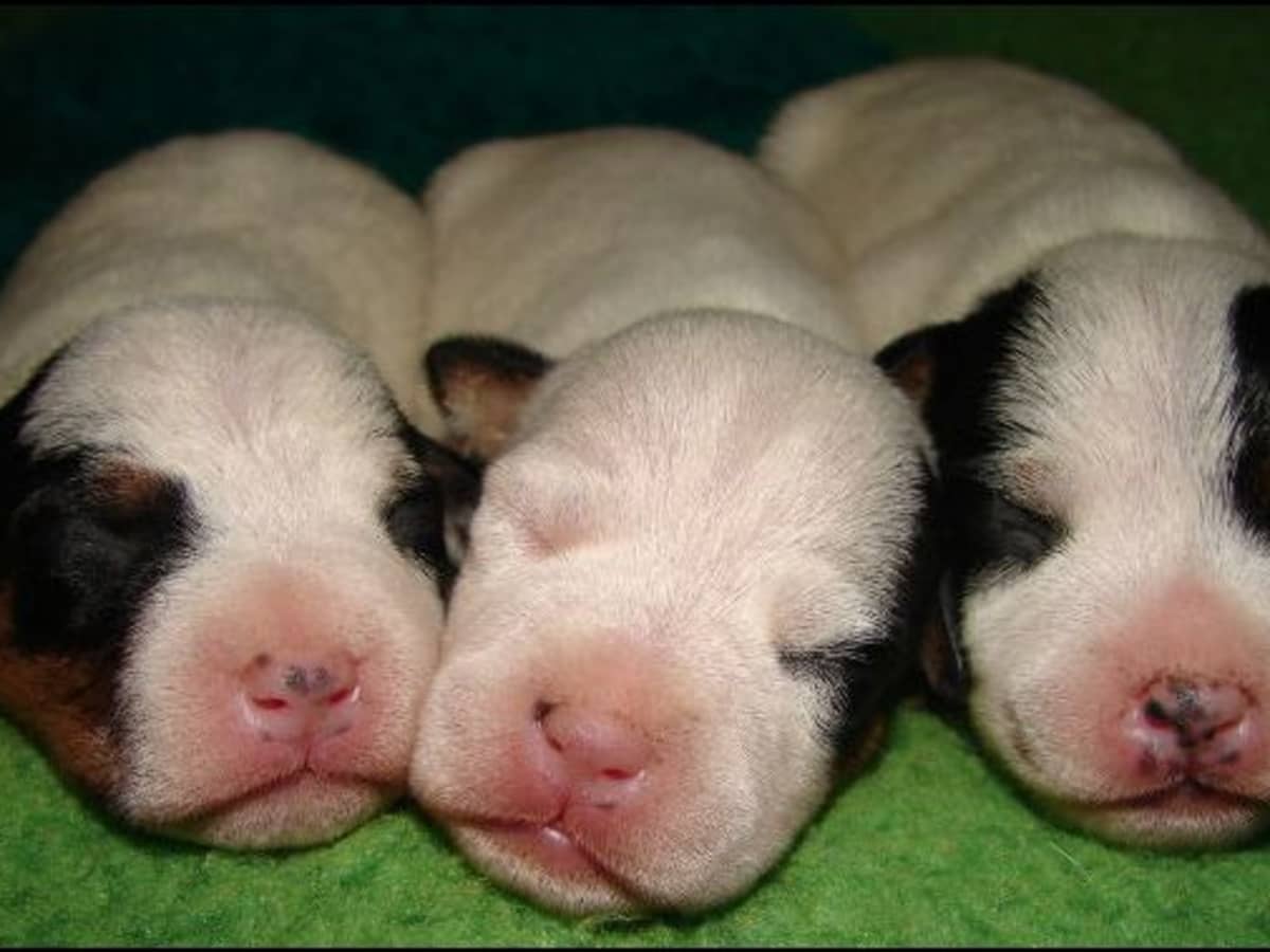 Какой нос у щенка. Щенки питбуля Новорожденные. Слепые щенки. Новорожденные щенки разных пород. Щенки Слепые рождаются.