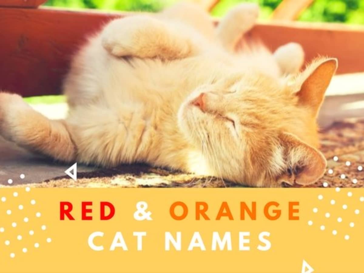 60 Badass Names For Red Or Orange Cats From Tang To Twizzler Pethelpful