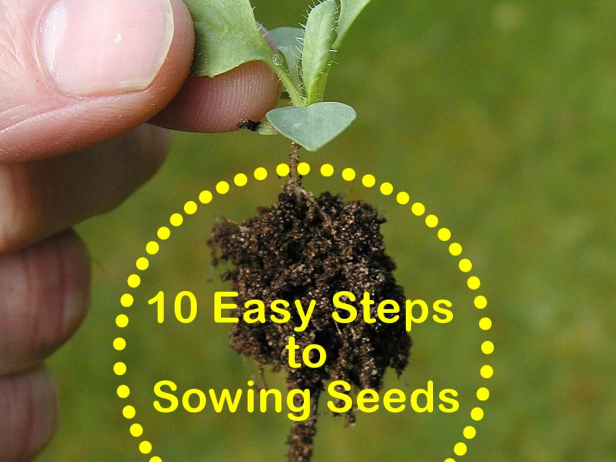 How deep are garden seeds properly planted