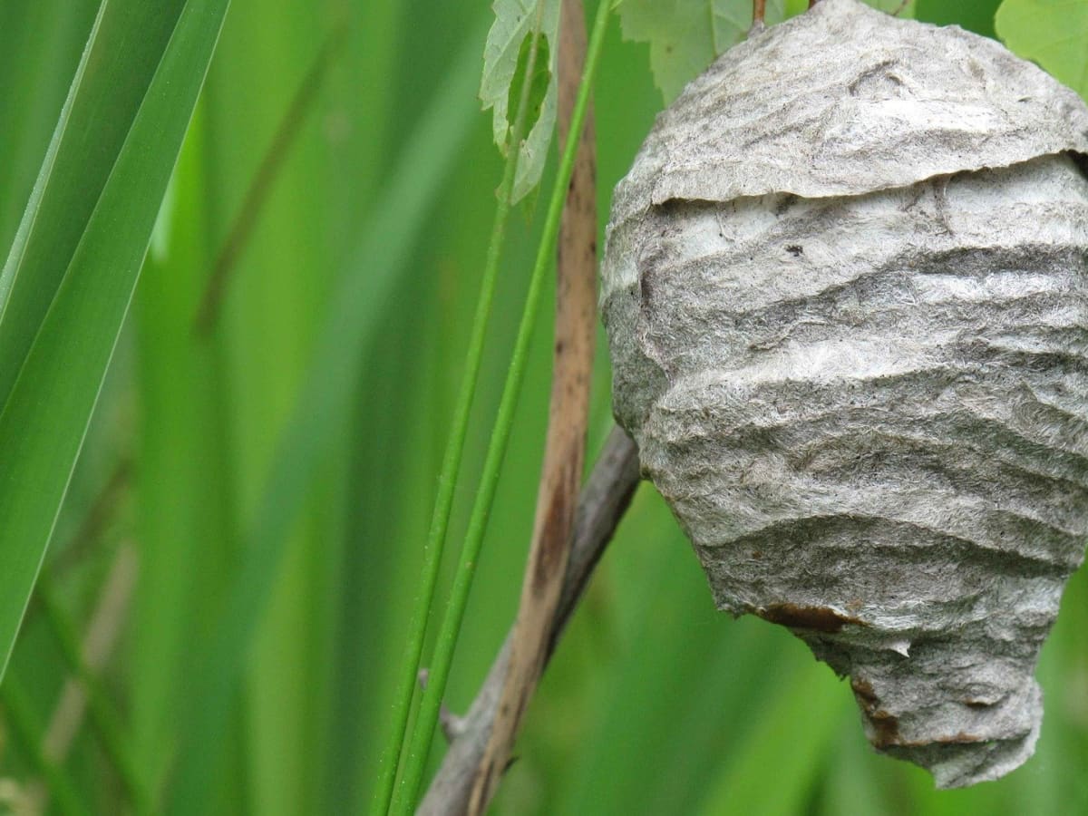 How To Remove A Wasp Nest Dengarden