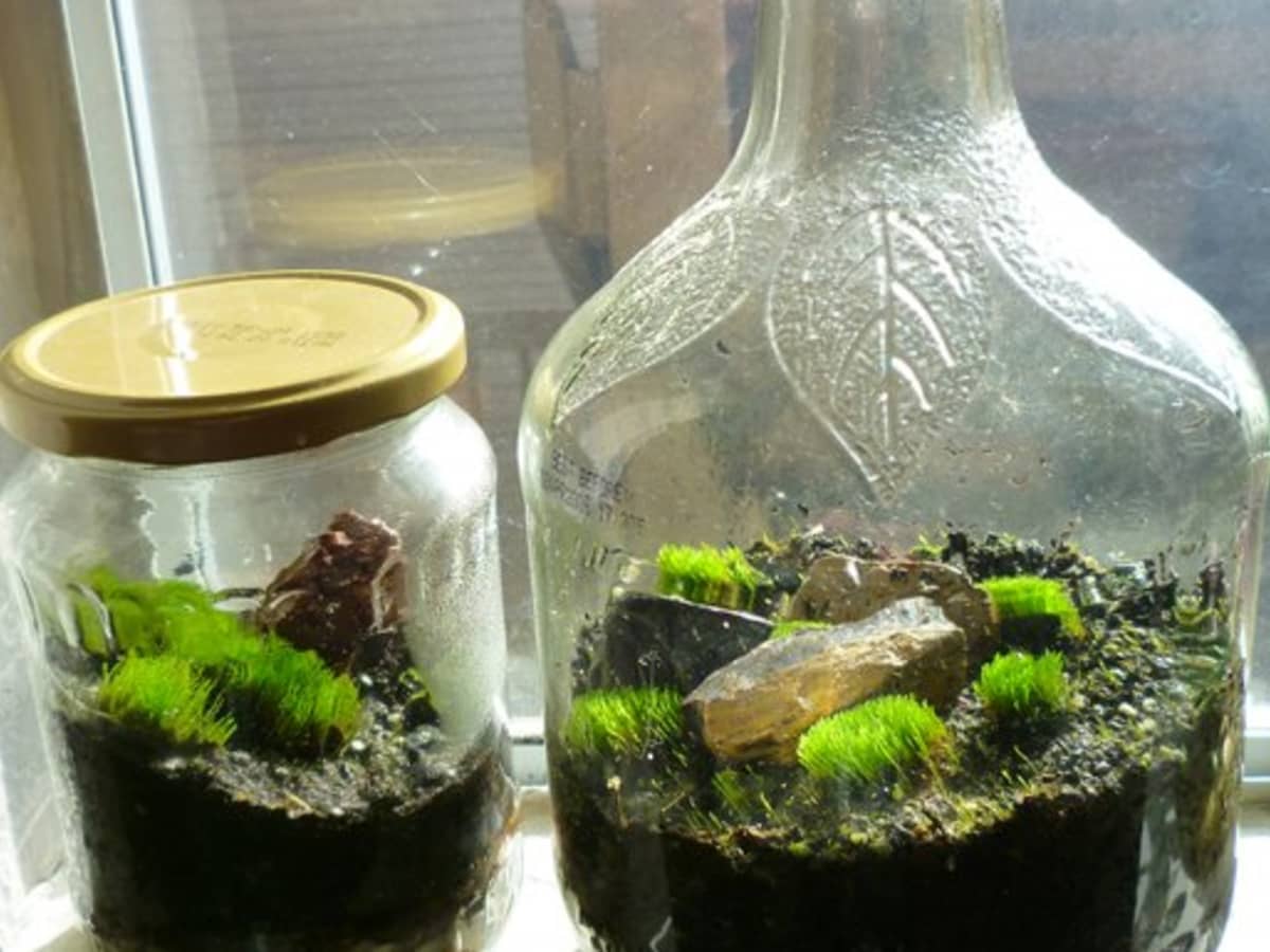 Tutorial: Spice Jar Mini Terrariums