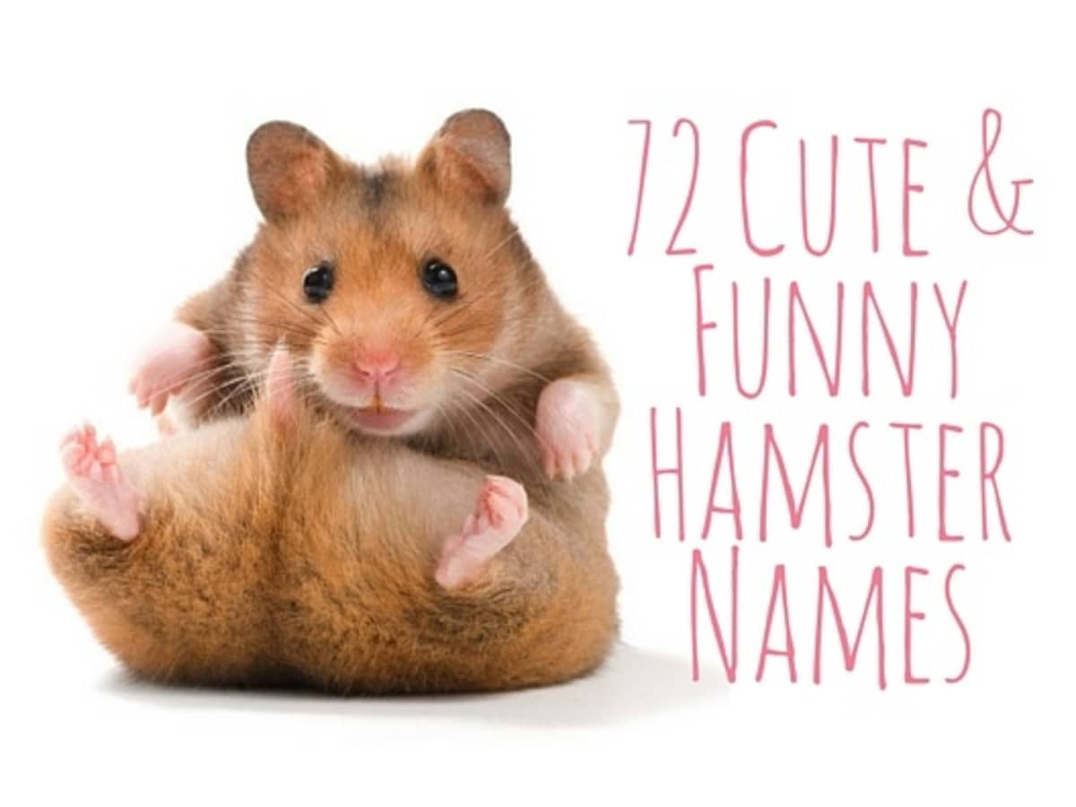 72 Cute and Funny Hamster Names for Males and Females - PetHelpful