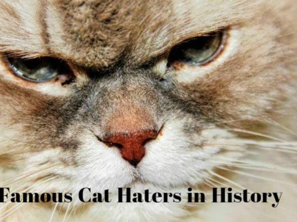 Cat Haters Famous People In History Who Disliked Cats Pethelpful