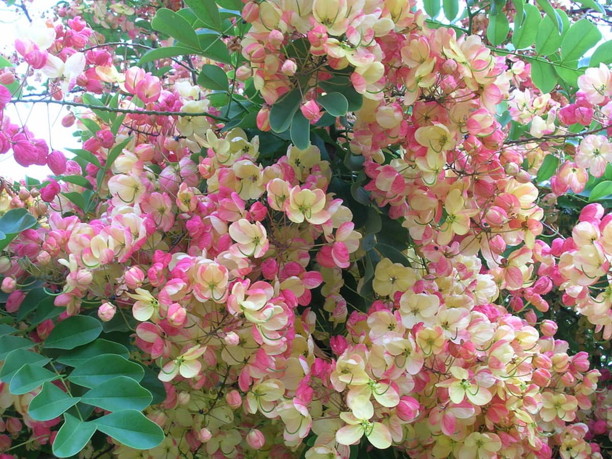 Landscaping With Pink Rainbow Shower Trees (Cassia) - Dengarden