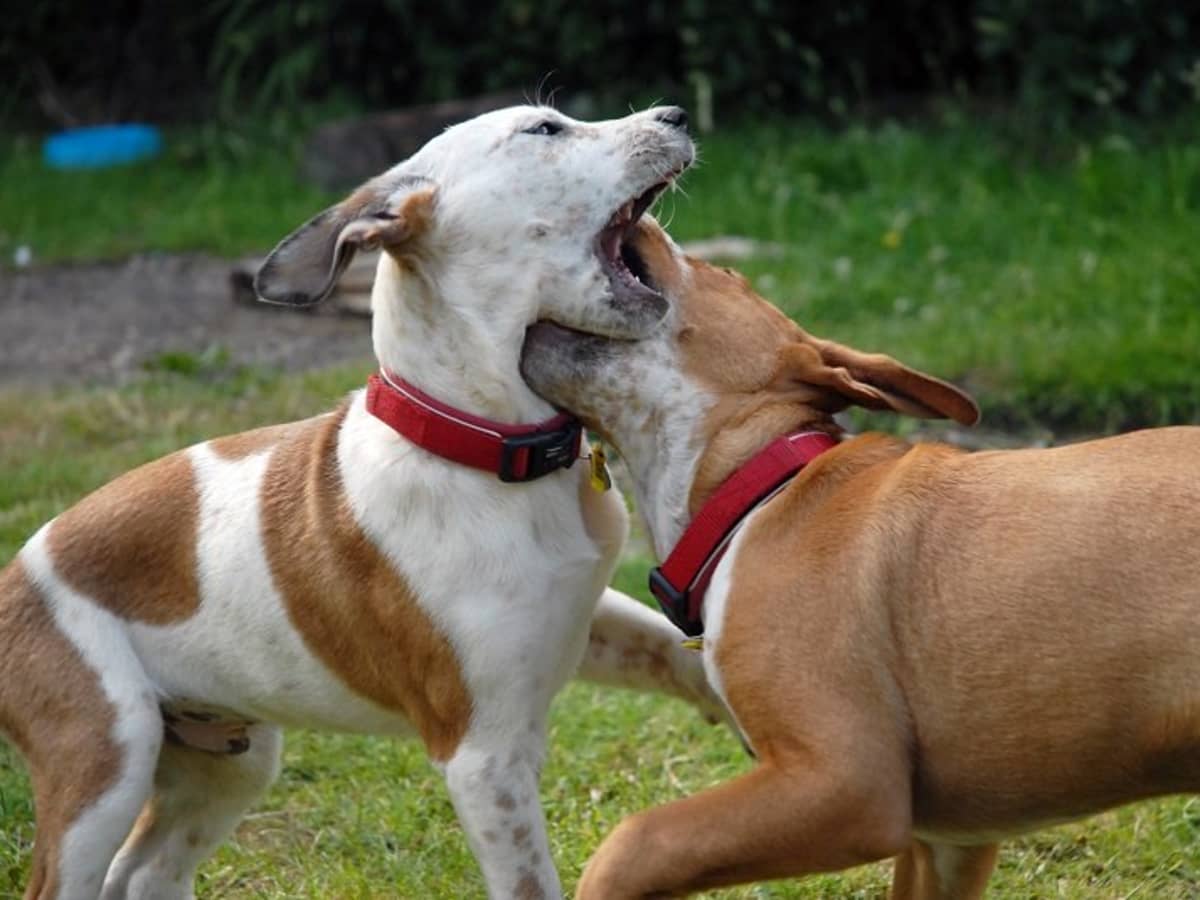 how to keep male dogs from fighting