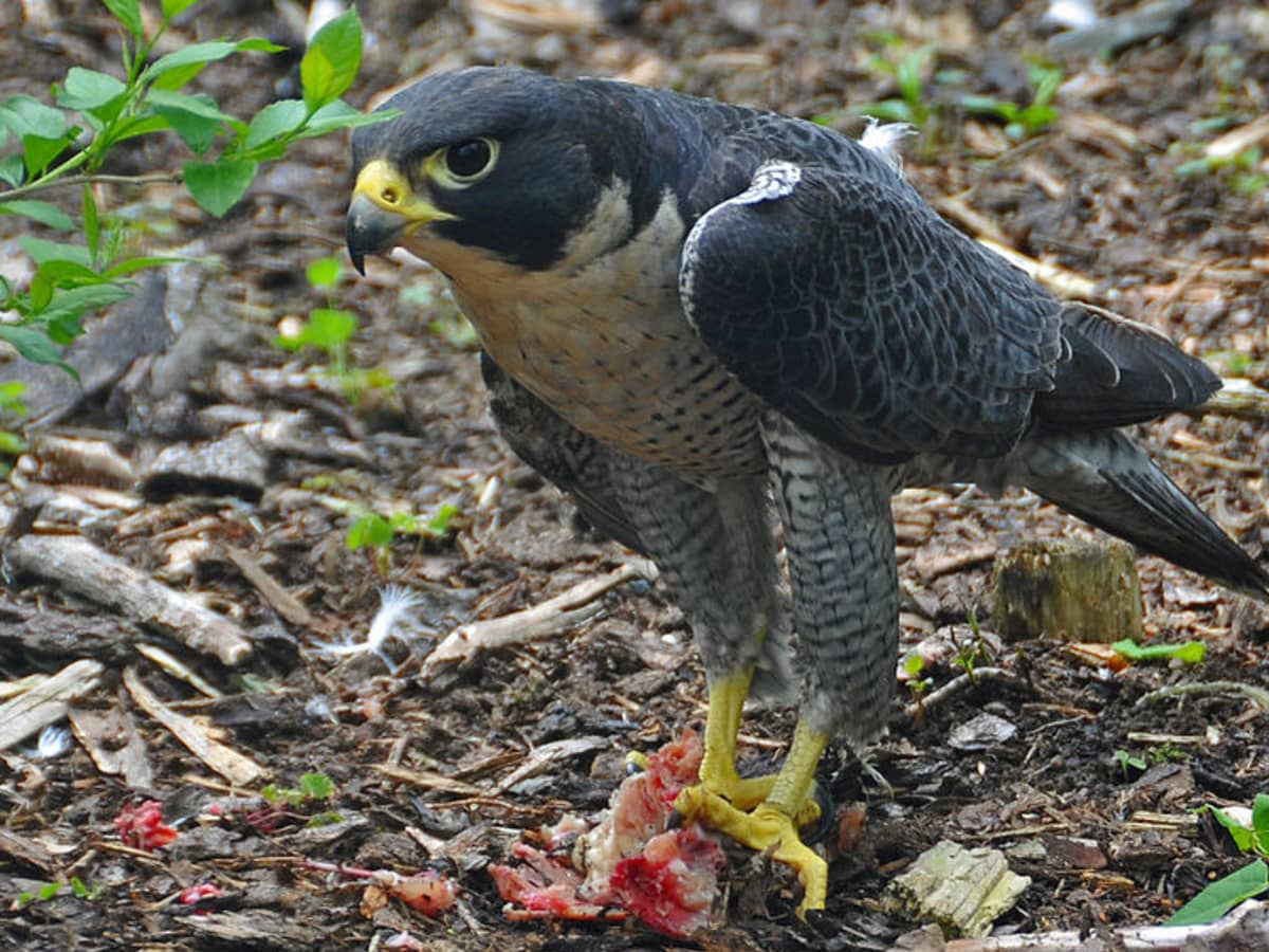 The Peregrine Falcon: The Fastest Animal in the World - Owlcation