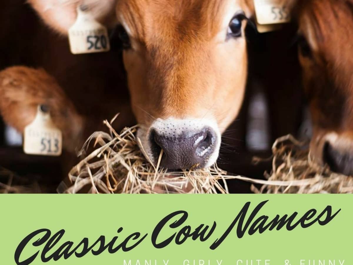 75 Classic Cow Names (From Annabelle to Sampson) - PetHelpful