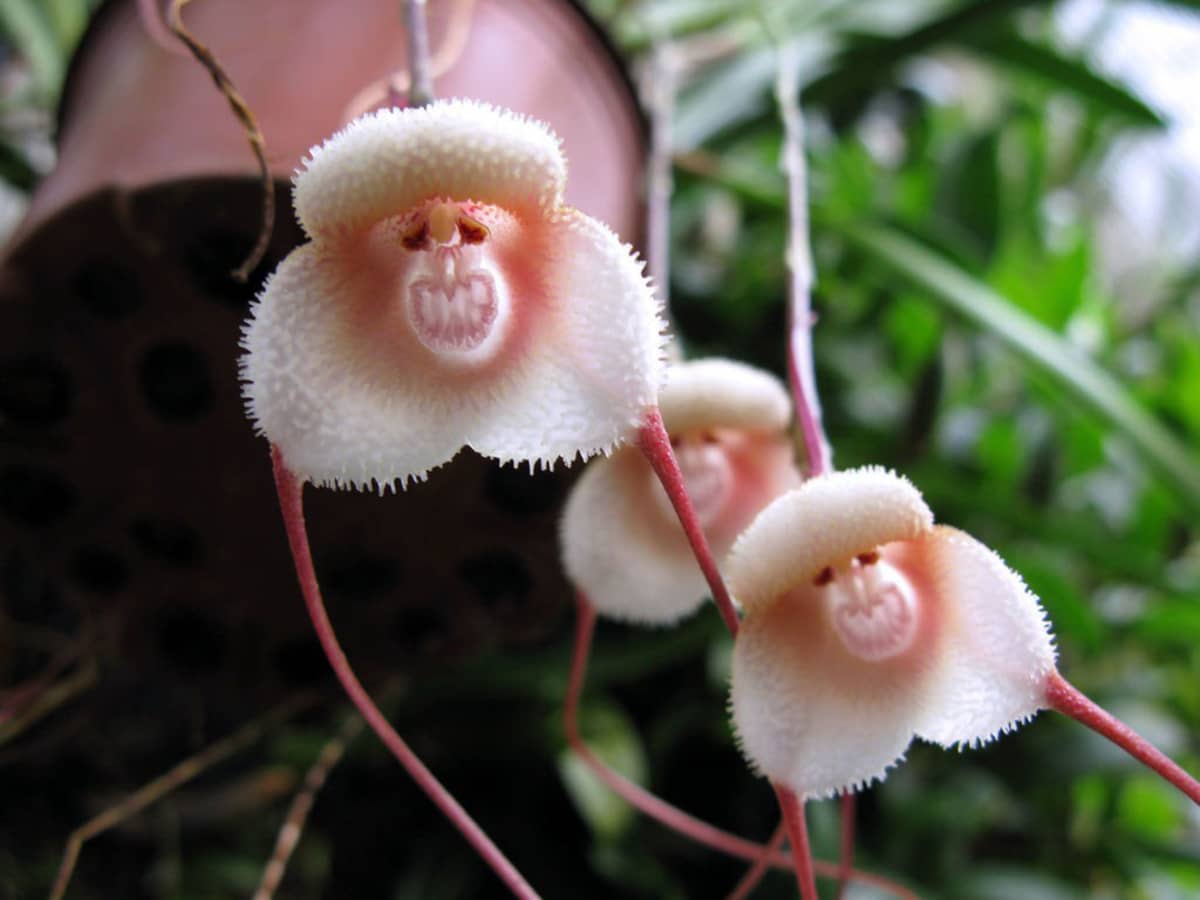 10 Unusual Orchids That Look Like Monkeys and Other Animals