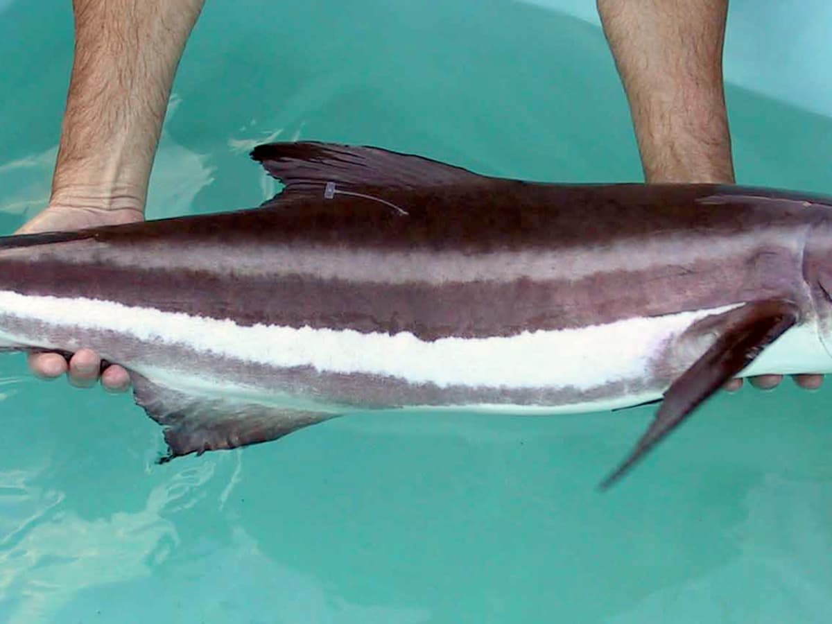 Tips and Tactics for Cobia Fishing– Hunting and Fishing Depot