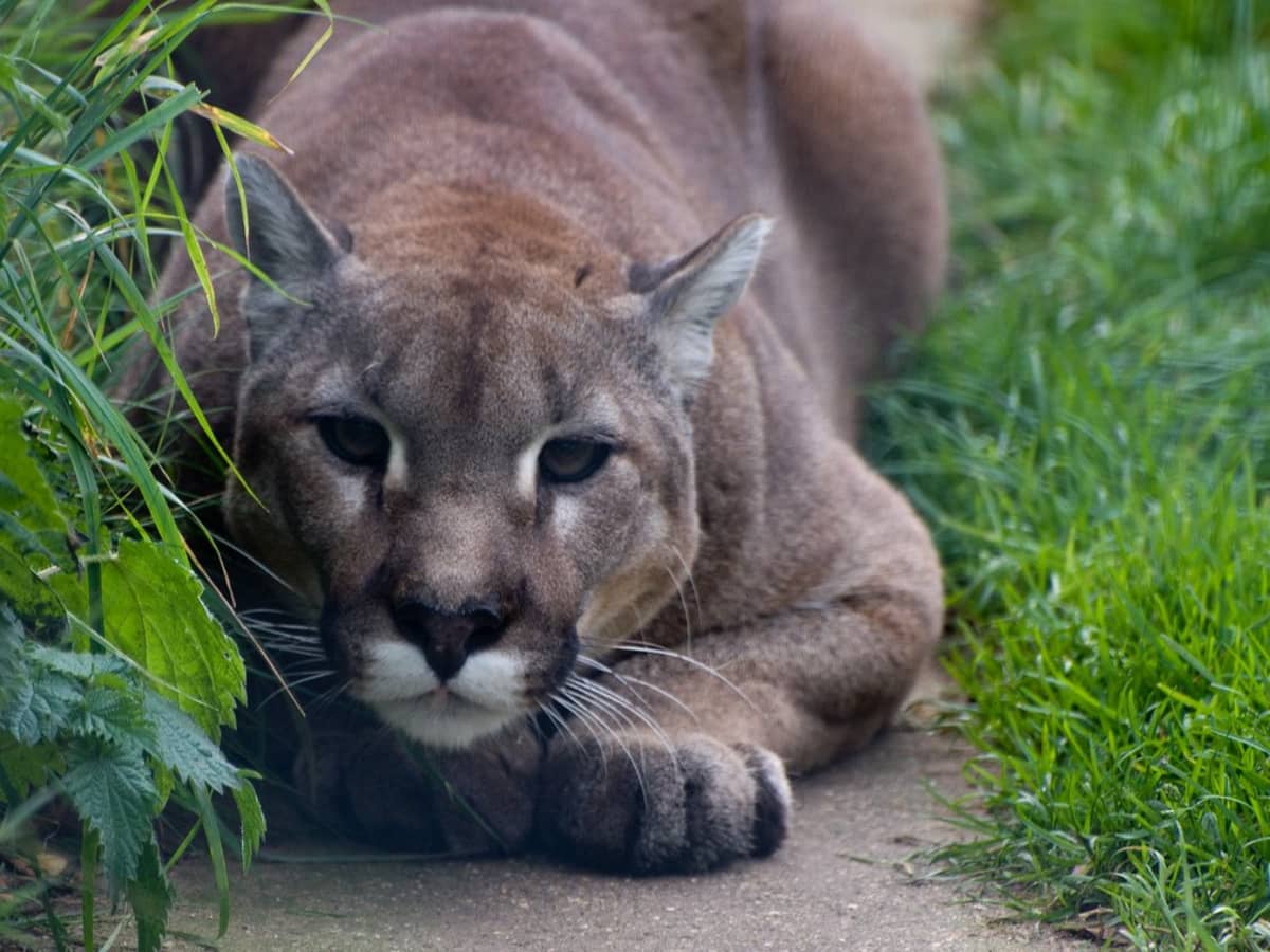 Owning a Pet Cougar: Understanding the Hurdles and Risks - PetHelpful