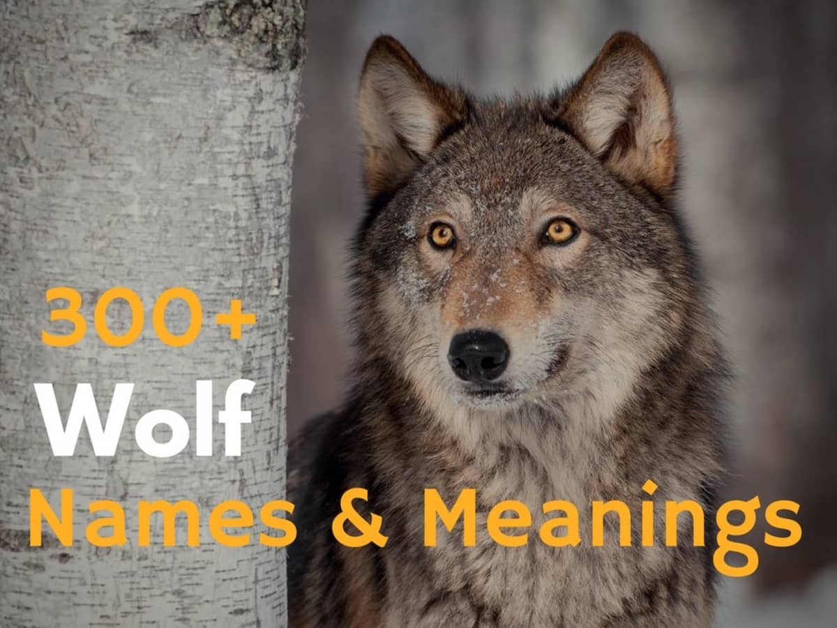 300+ Wolf Names and Meanings (From Alaska to Zion) - PetHelpful