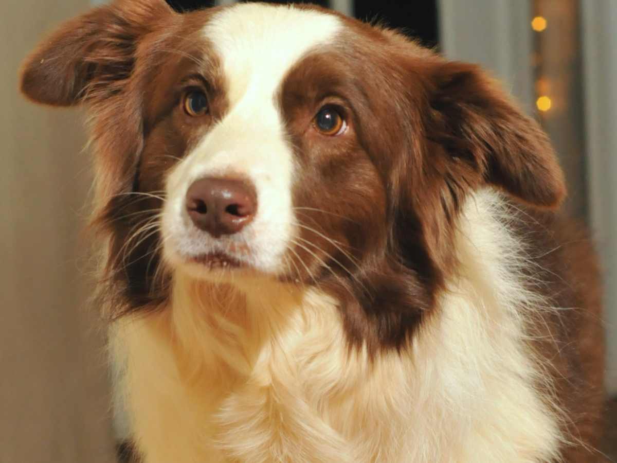 dog joint supplements natural