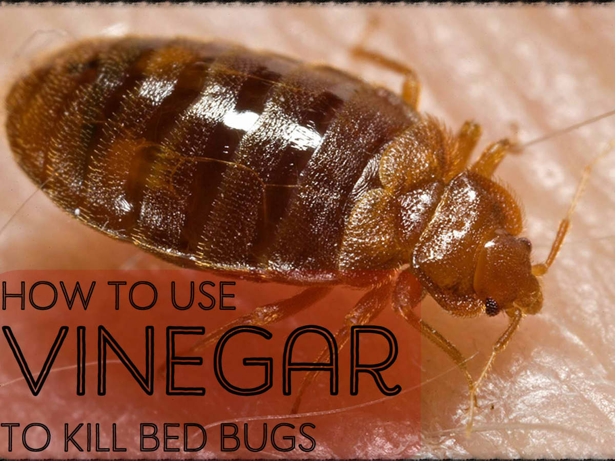 How To Make A Homemade Bed Bug, Will A Mattress Cover Kill Bed Bugs