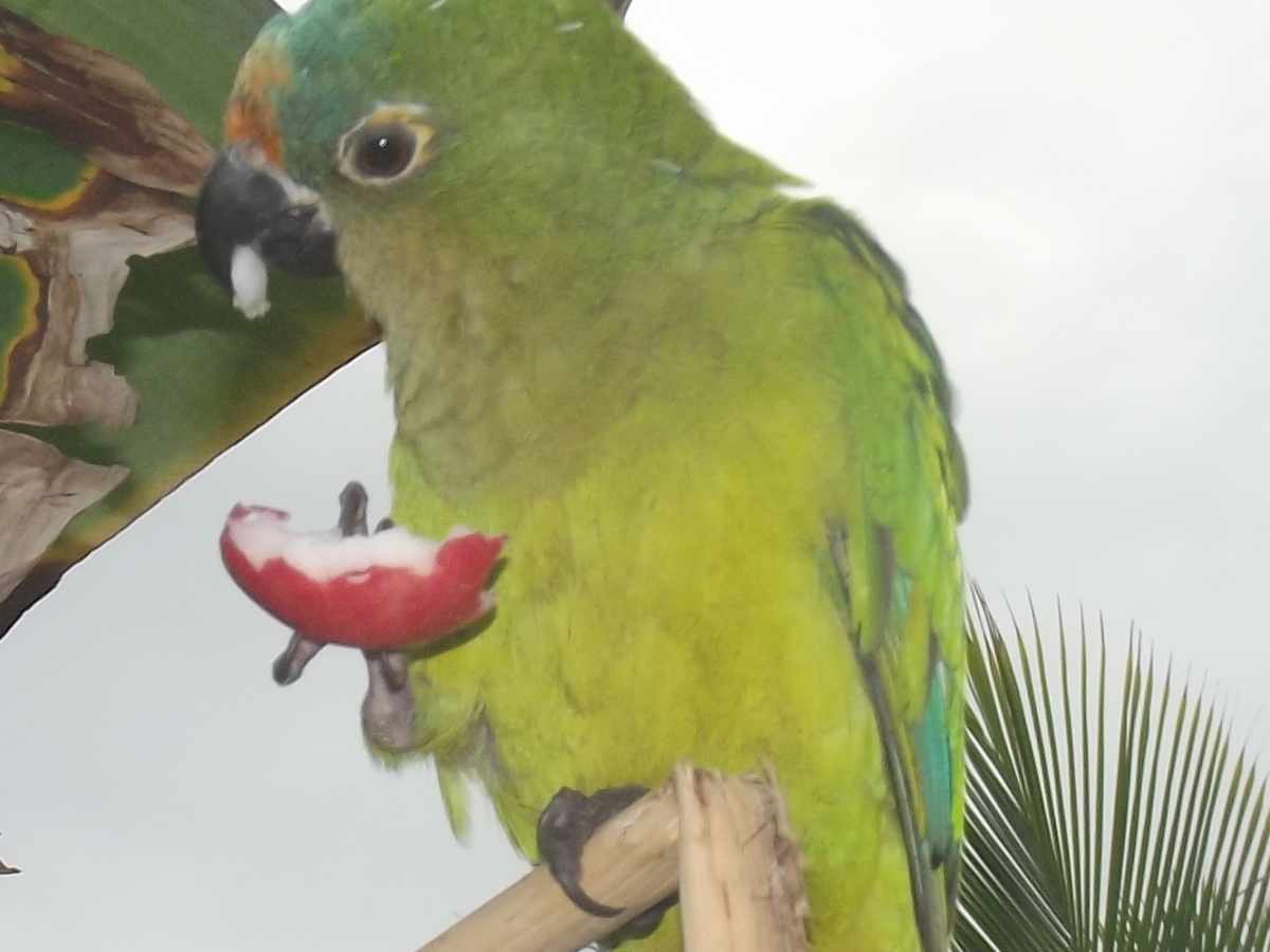 35+ Brazilian Parrot Names: Portuguese Names and More - PetHelpful