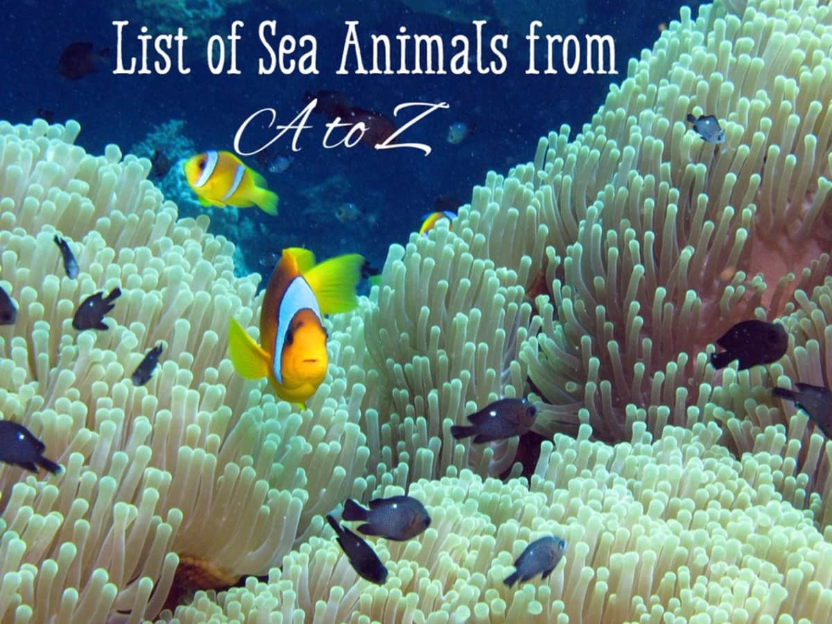 List of Sea Animals A-Z - Owlcation