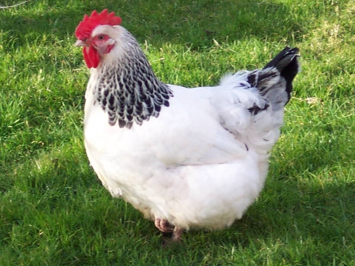 Silver laced brahma.  Chickens backyard, Beautiful chickens, Chicken breeds