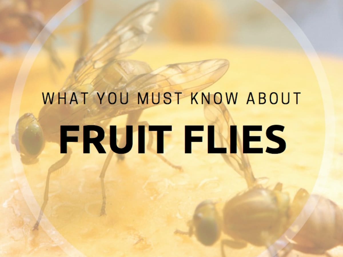 I thought these were fruit flies - can someone please tell me what