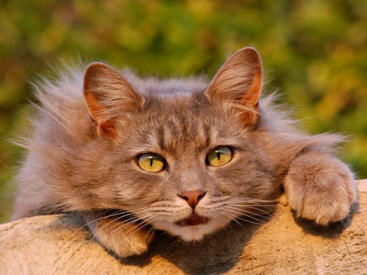 5 Myths About Your Angry Cat and How You Can Help - PetHelpful