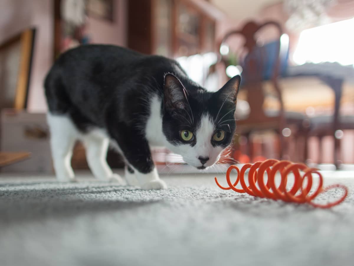 Homemade Cat Toys From Household Items