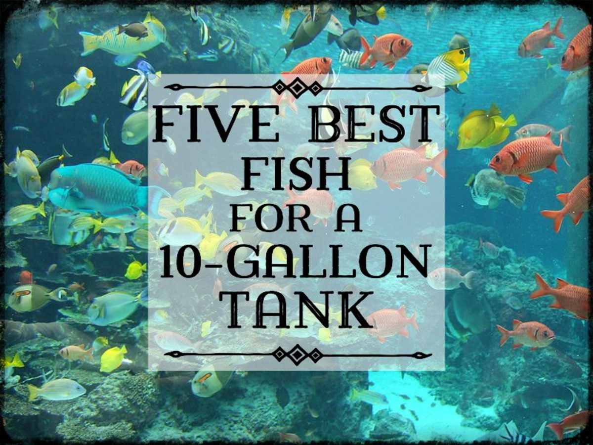 10 Best Fish For A 10 Gallon Tank Setup Pethelpful