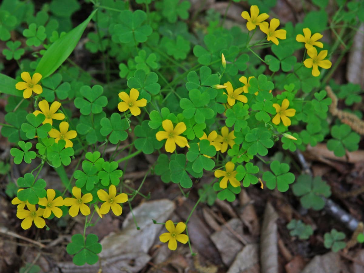 Wood Sorrel A Nutritious Edible Weed Dengarden