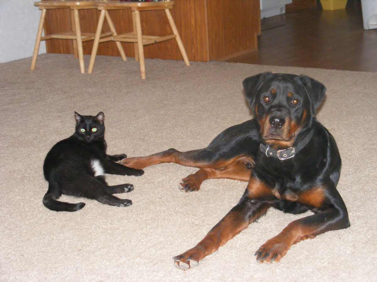 Would My Dog Kill A Cat