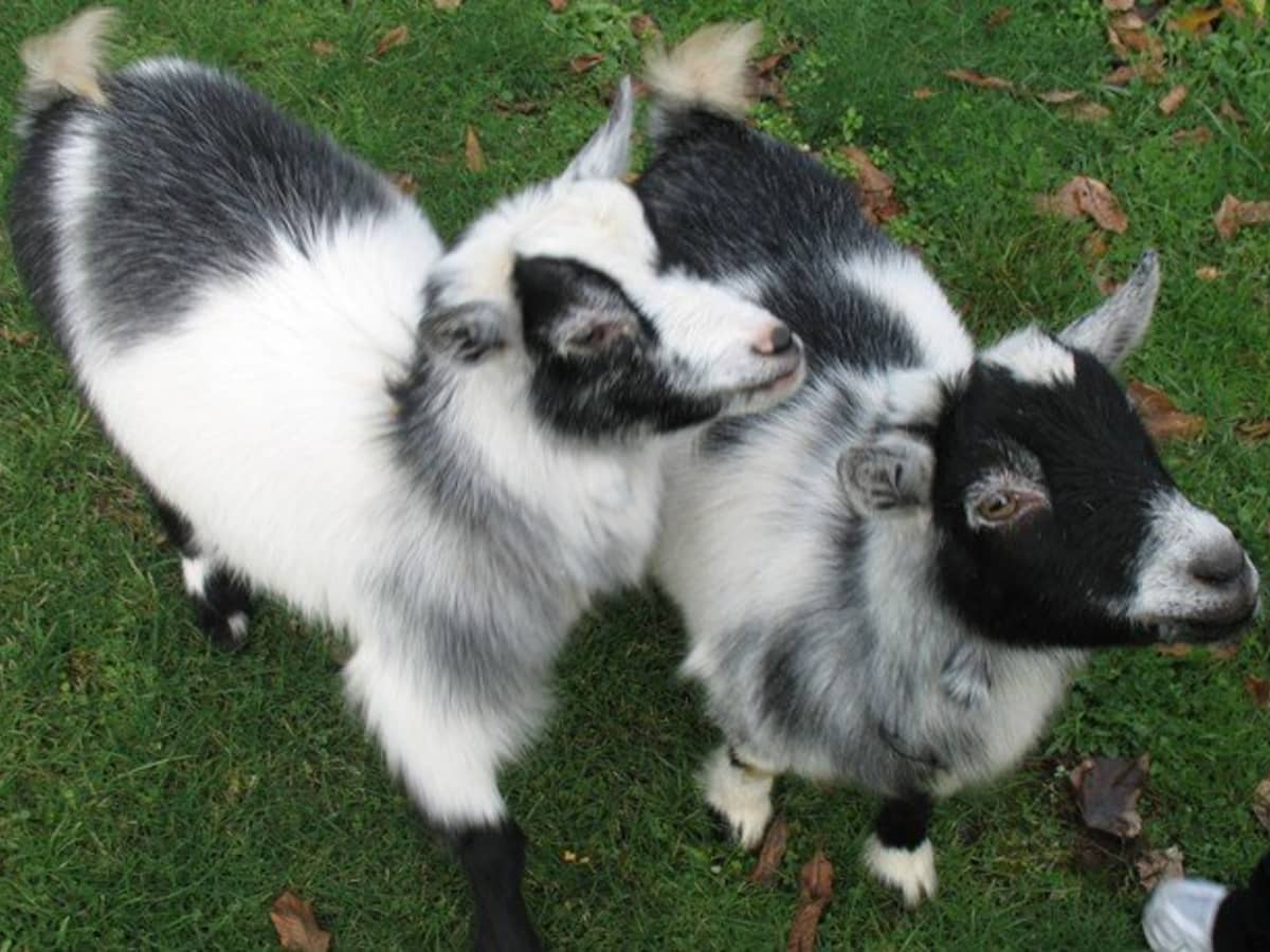 Do Pygmy Goats Make Good Pets? - PetHelpful
