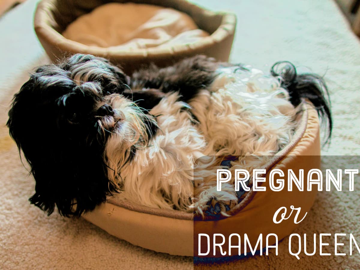 Signs Your Dog Is Pregnant - PetHelpful