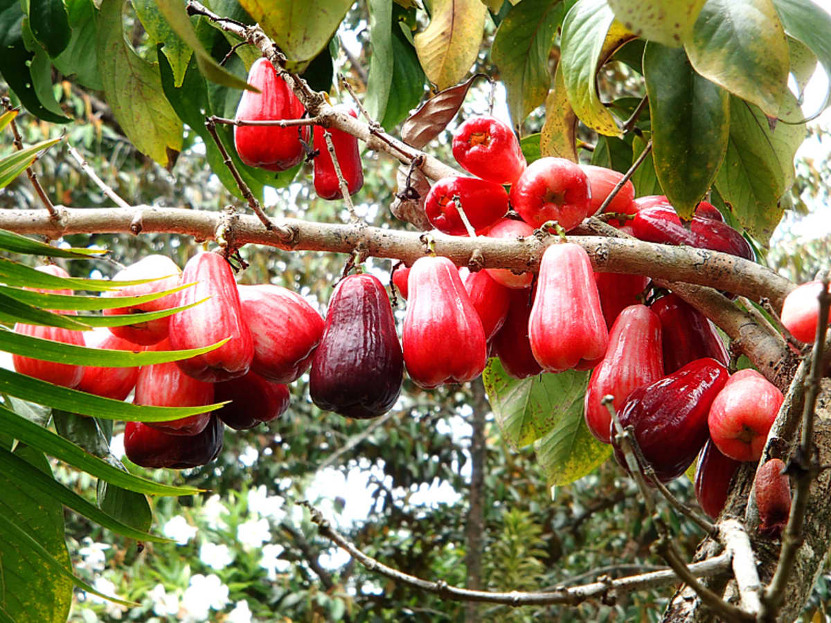 red tropical fruits