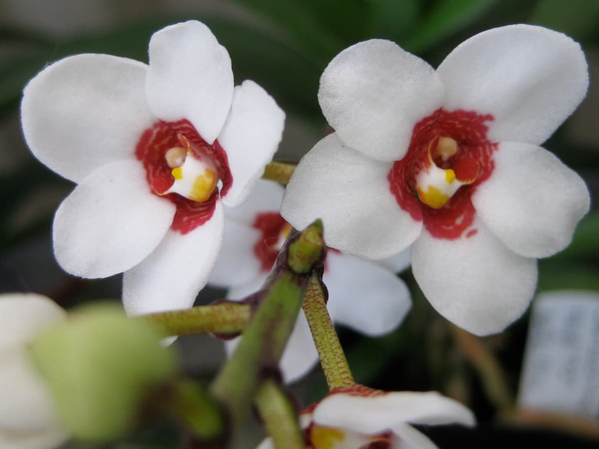 White scale  Orchids - World