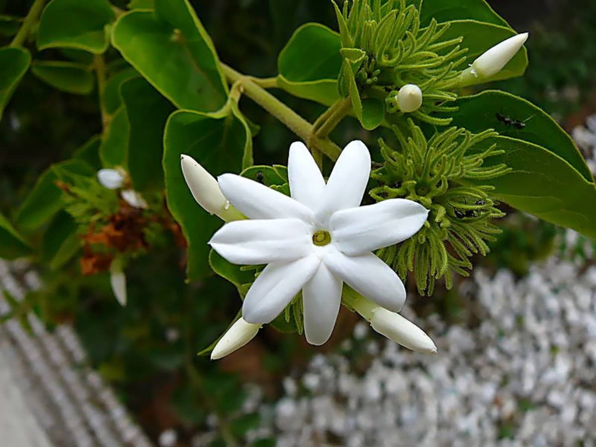 14 Of The Best Fragrant Flowers To Grow