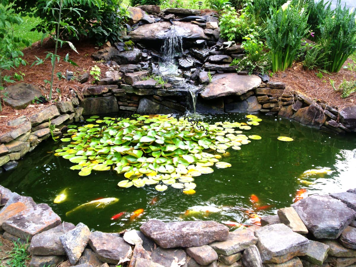 How to Make a Beautiful Goldfish Pond - Dengarden