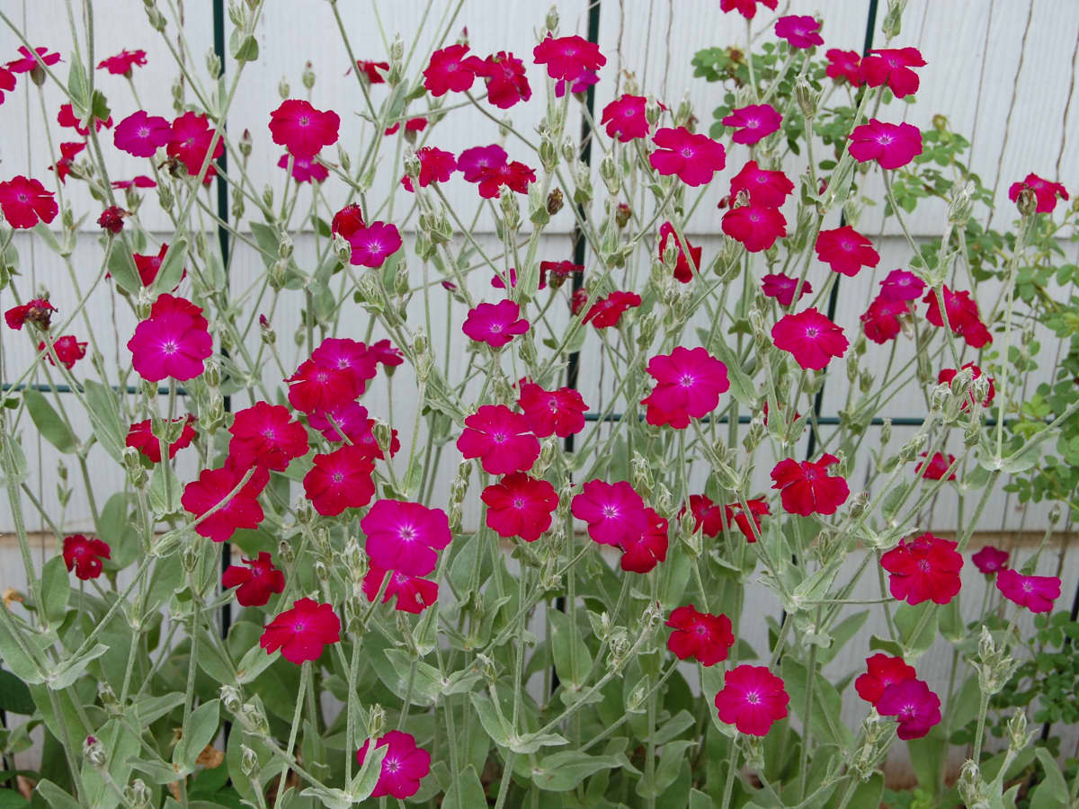 how to grow rose campion, a cottage garden favorite - dengarden