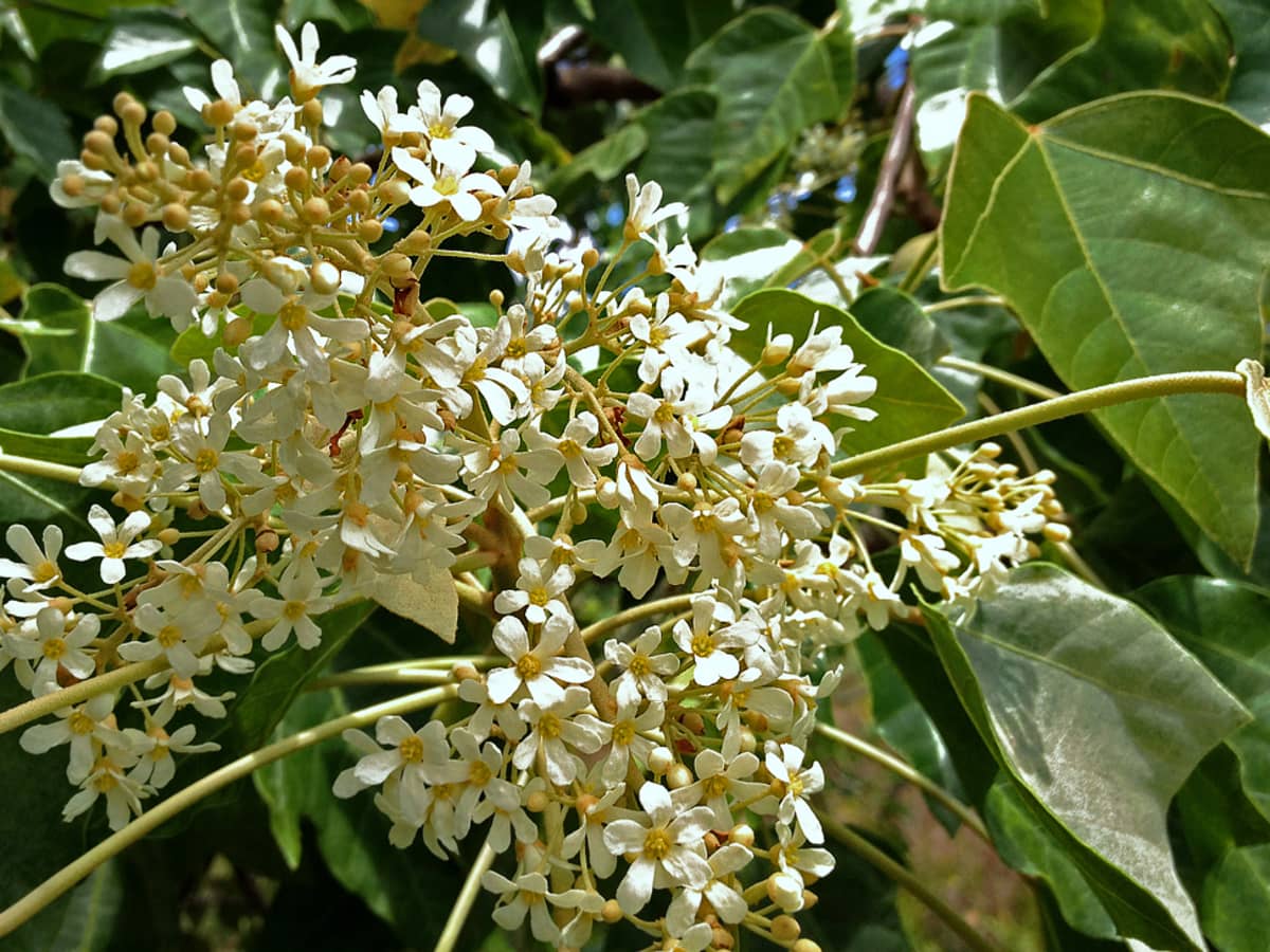 Strange, Freaky, Odd-Looking Tropical Plants and Flowers - Dengarden