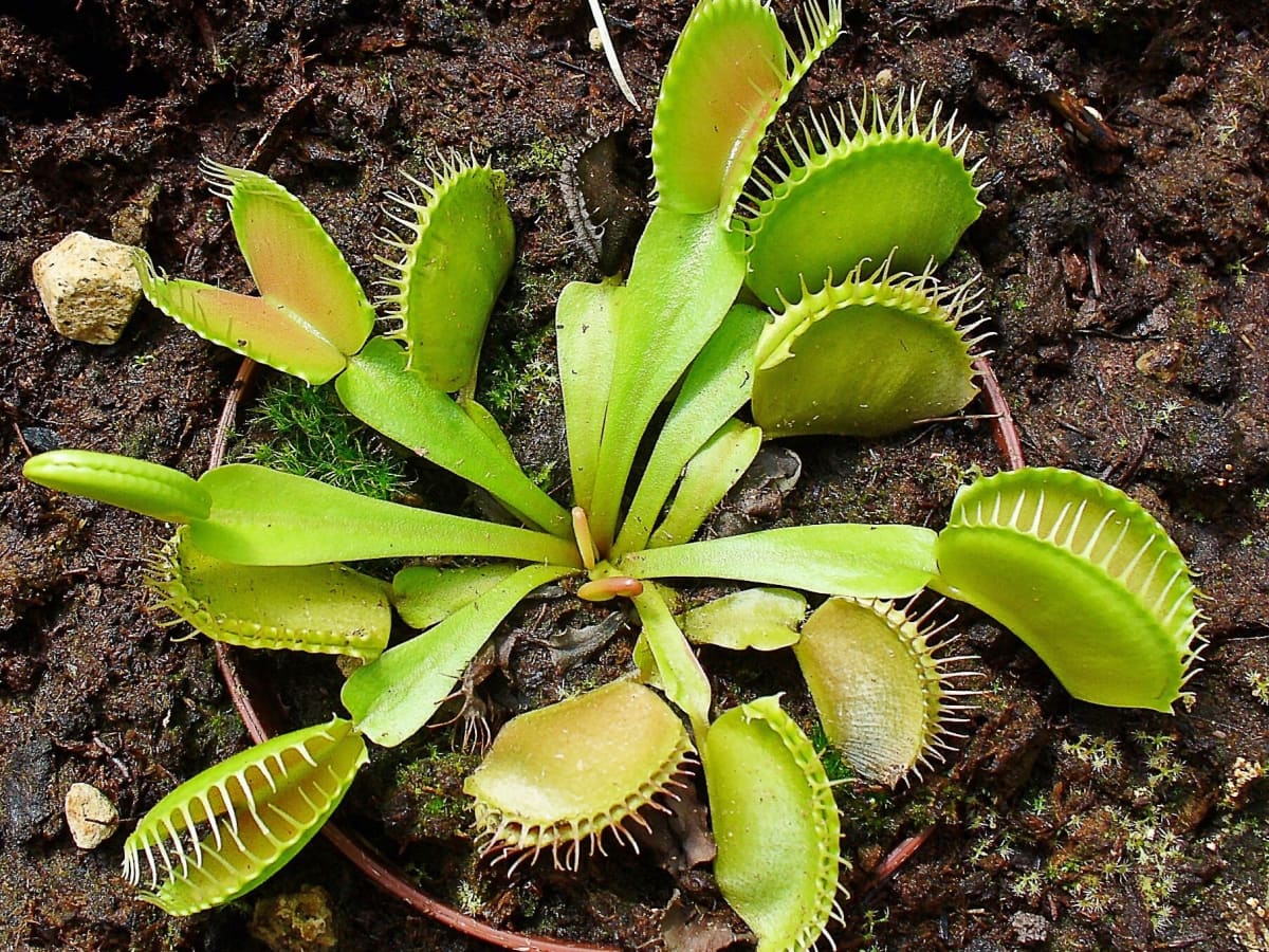 Facts and Myths About Caring for a Venus Flytrap Indoors - Dengarden