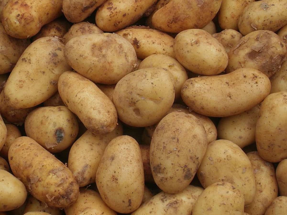 How To Grow Potatoes Dengarden