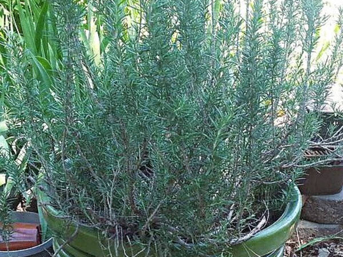 Rosemary Herb Plant in a 11cm Pot. 