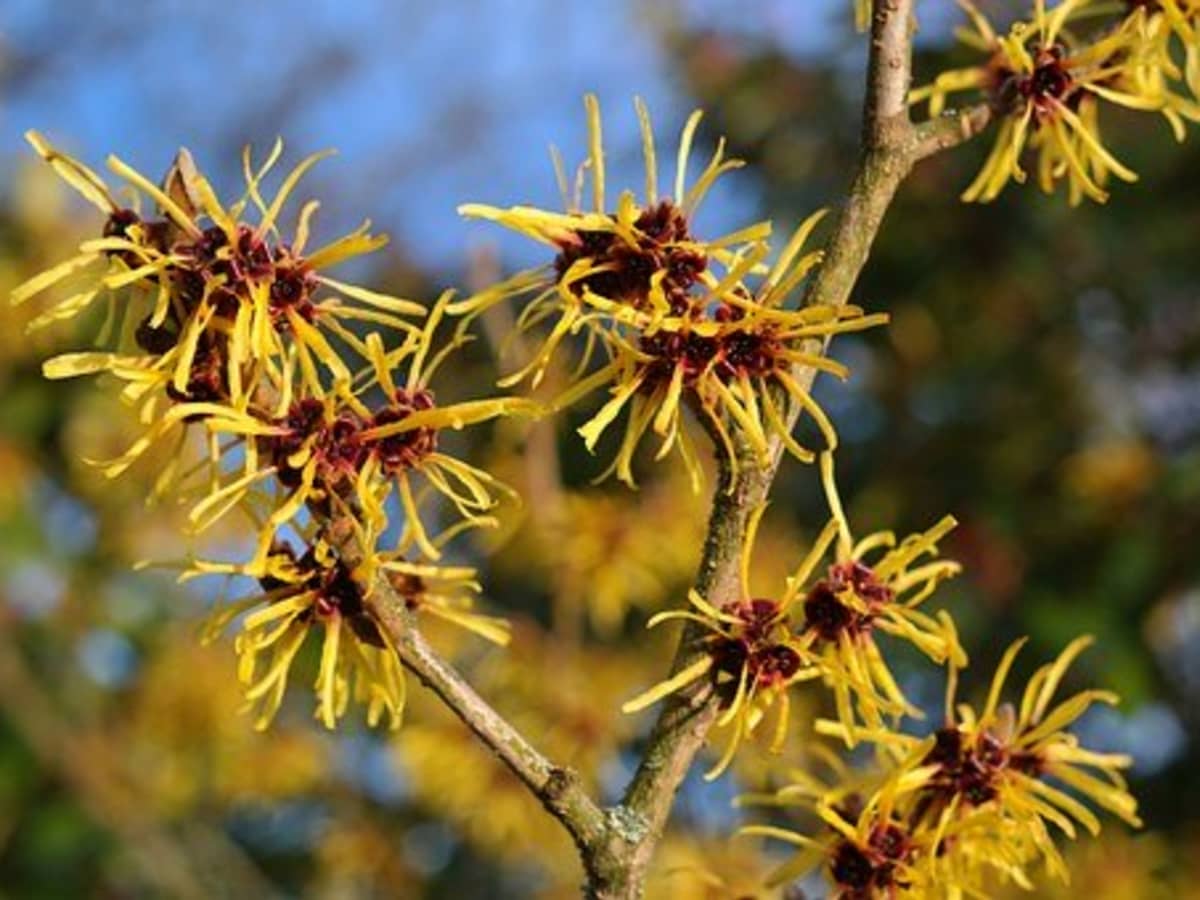 Witch Hazel Leaf Water Uses