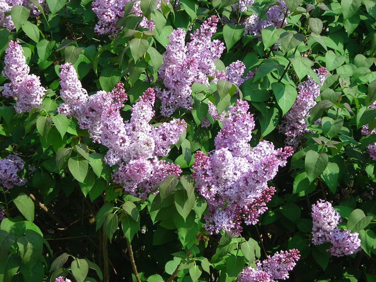 Why Is My Lilac Not Blooming: Reasons A Lilac Bush Never Flowers
