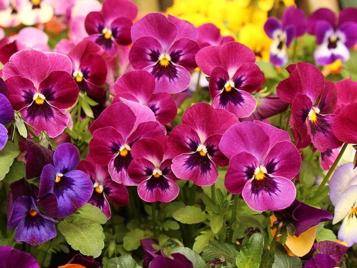red violet flowers