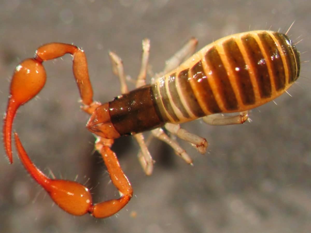 Pseudoscorpions Tiny Harmless Creatures With A Menacing Appearance Dengarden