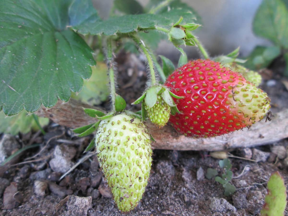 8 Tips to Protect Strawberries From Extreme Heat – Strawberry Plants