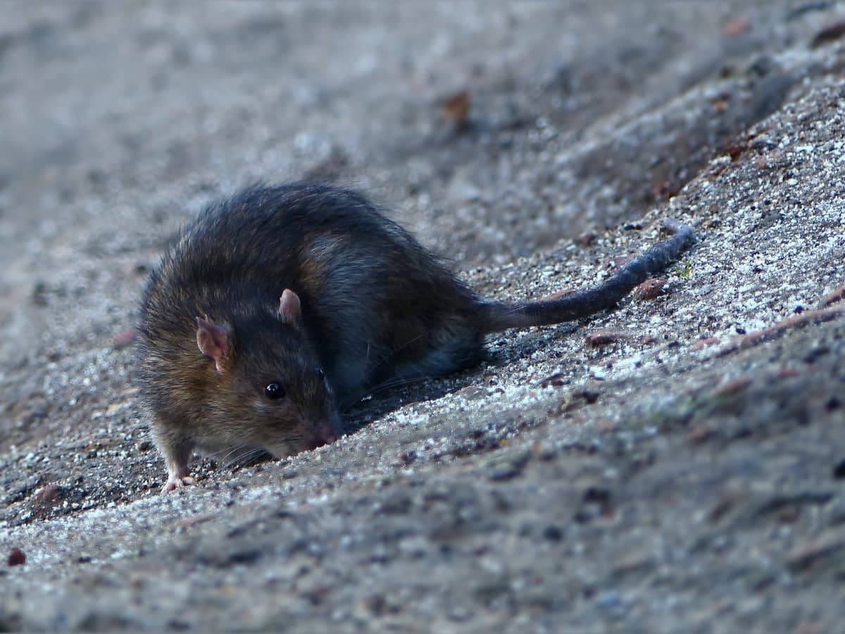 Eco-friendly Humane Free Mouse Trap No Kill Rodent Control Trap