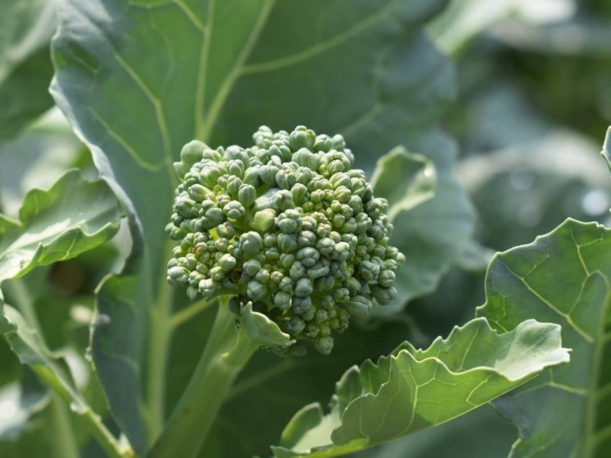 stages of growing broccoli