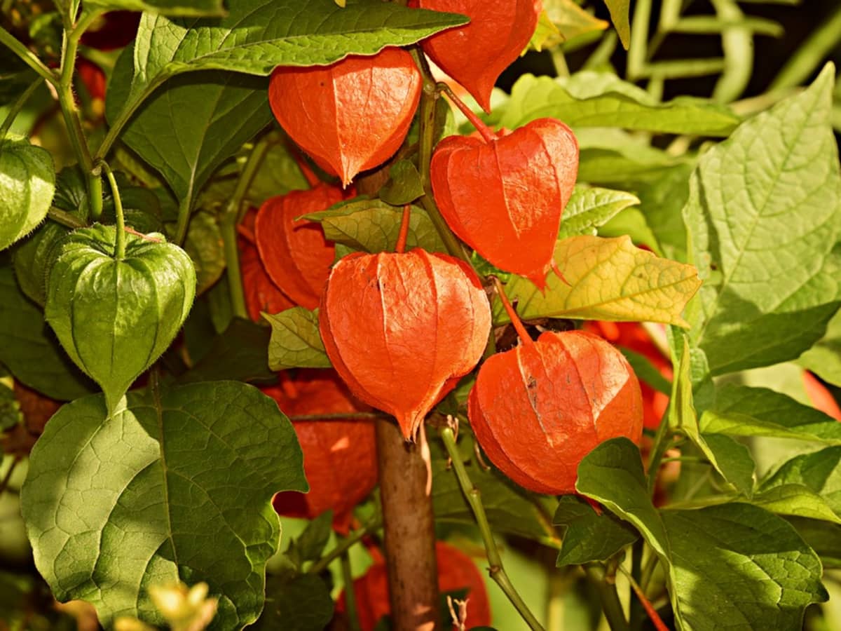 how to grow chinese lanterns - dengarden