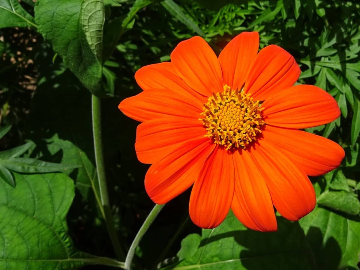 How to Grow Tithonia Mexican Sunflowers   Dengarden