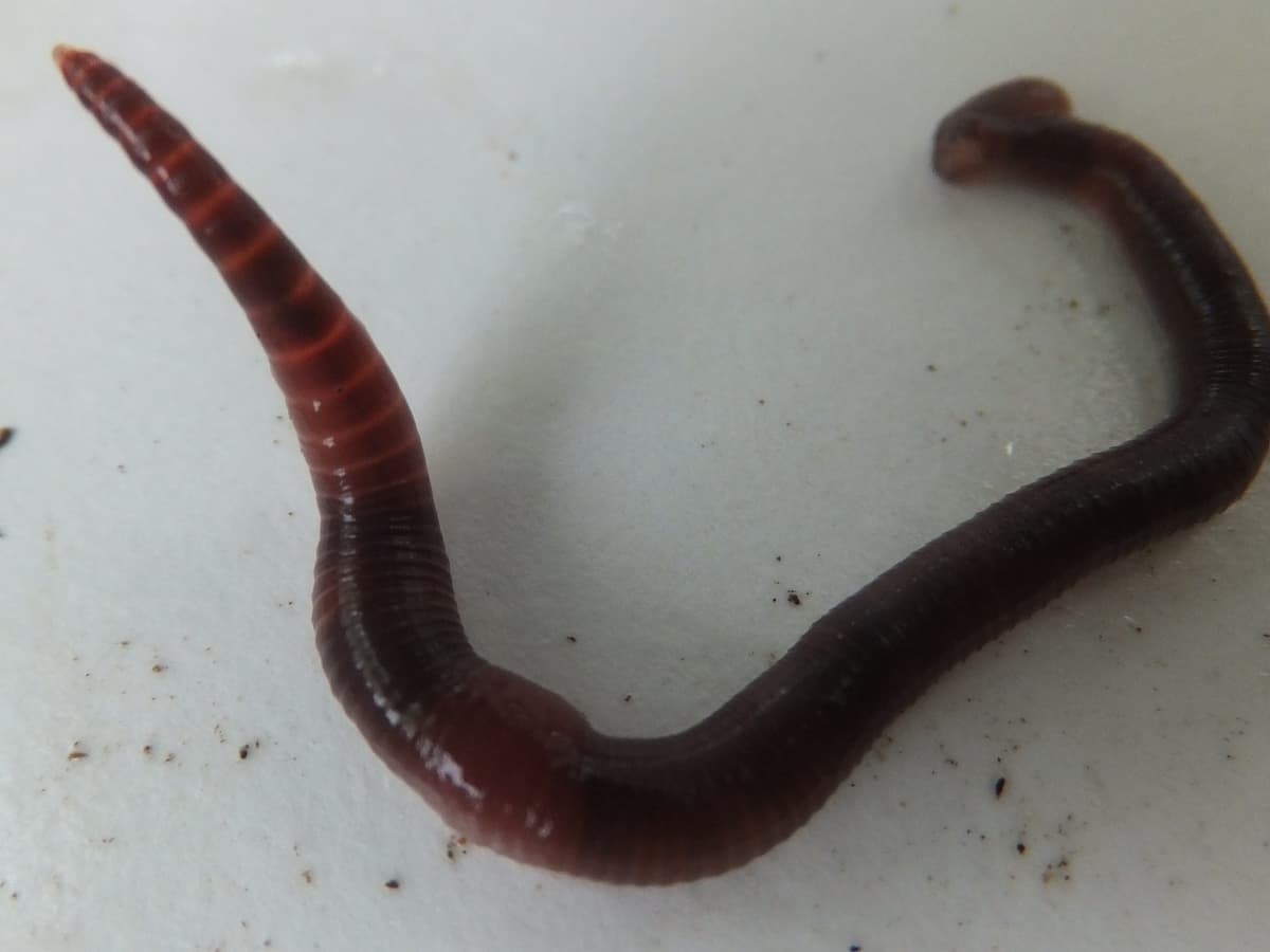 Which Vermicomposting Worm Is Best for You? - Dengarden